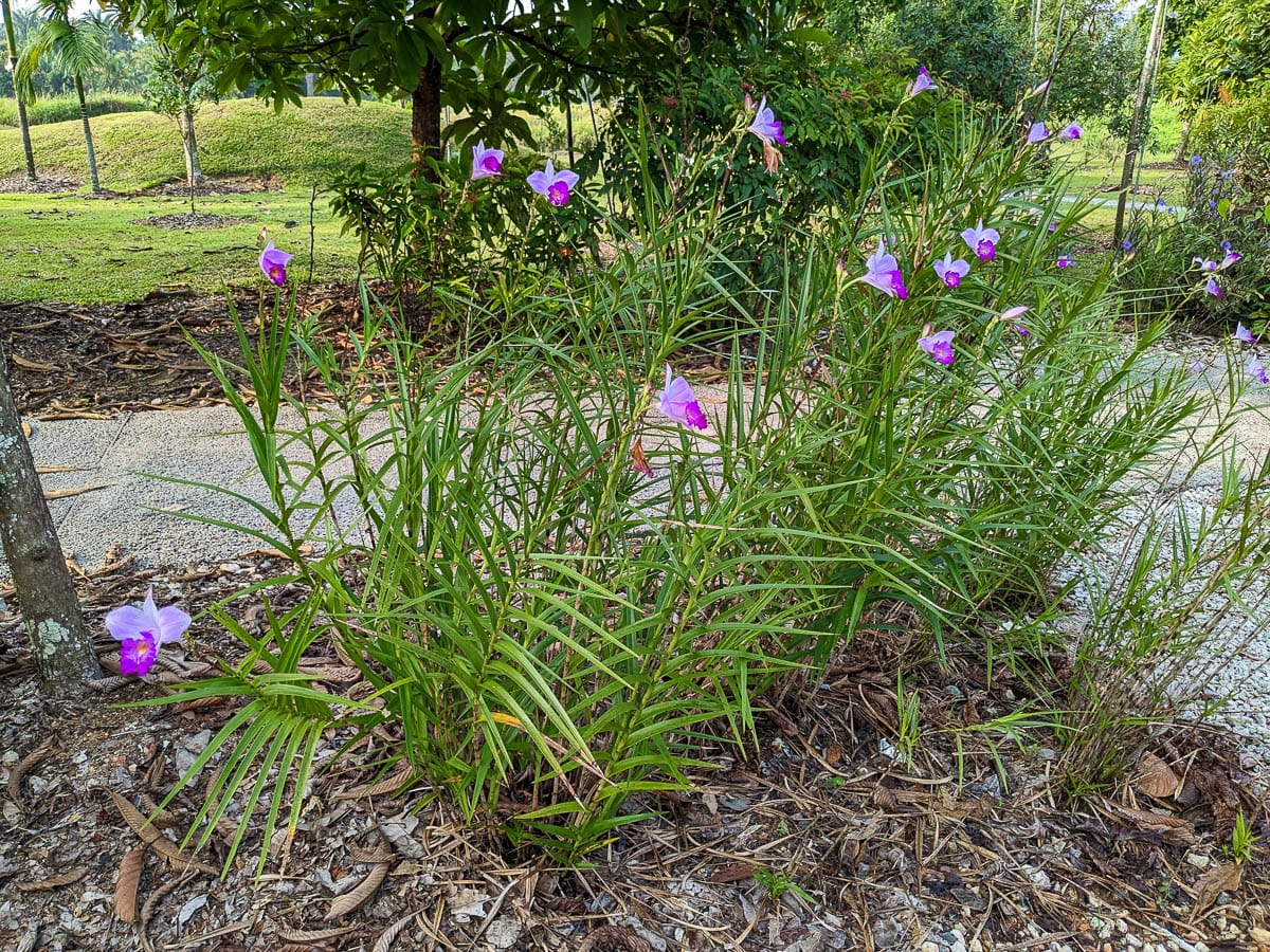 Bamboo orchid plants with purple flowers are blooming beside a path in a garden.